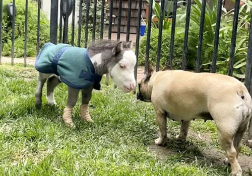 Chú ngựa nhỏ nhất thế giới chỉ nặng khoảng... 8,6 kg