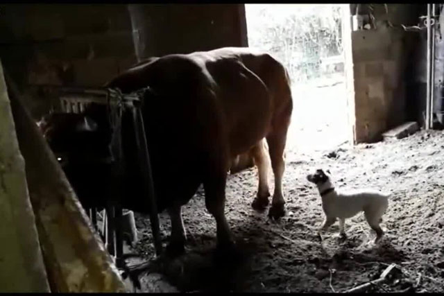 Cả gan trêu chọc bò khổng lồ, chó nhà bị đá lật hàm, văng xa hơn 1m