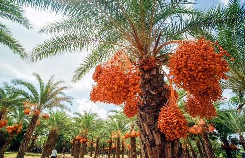 Nơi nào ở miền Tây có 'vương quốc chà là'?