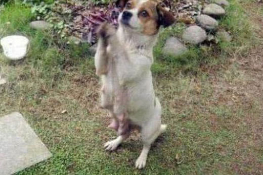 Thấy chó lang thang liên tục chắp 2 chân trước, tưởng nó đang xin ăn, cô gái không ngờ được sự thật phía sau