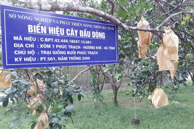 Bưởi Phúc Trạch ngon nức tiếng ở Hà Tĩnh