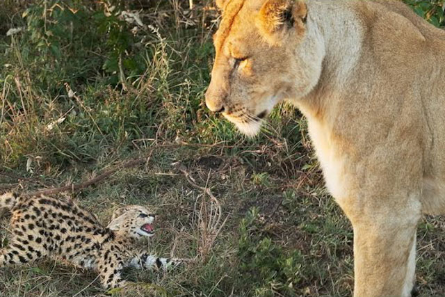 Linh miêu con chạm trán sư tử và cái kết cực kỳ thảm thương