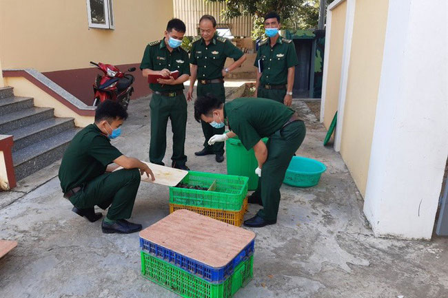 An Giang: Bắt hơn 700 con cá sấu giống nhập lậu từ Campuchia