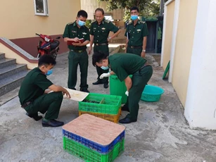 An Giang: Bắt hơn 700 con cá sấu giống nhập lậu từ Campuchia