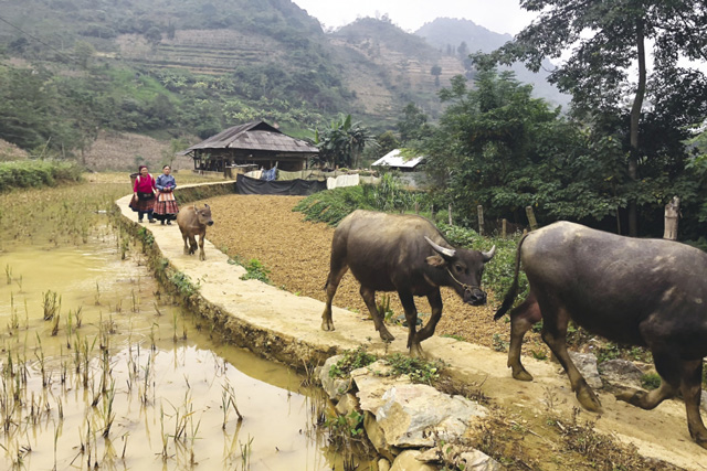 Khám phá phiên chợ trâu độc đáo ở vùng Tây Bắc