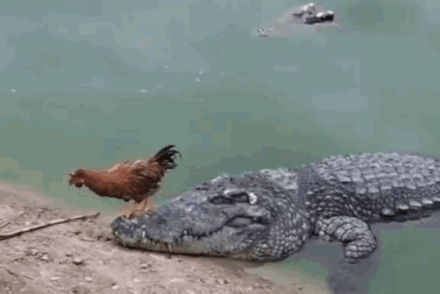 Không thể nhịn cười trước cảnh gà trống ‘đi trên đầu trên cổ’ cá sấu, biến ‘sát thủ vùng đầm lầy’ thành gã hề