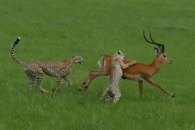 Gia đình báo săn mất miếng mồi ngon vì linh dương Impala quá tinh ranh