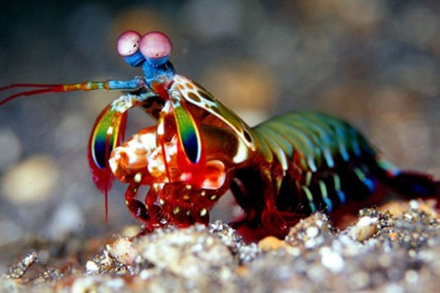 Khám phá loài động vật có ‘cú đấm mạnh nhất thế giới’