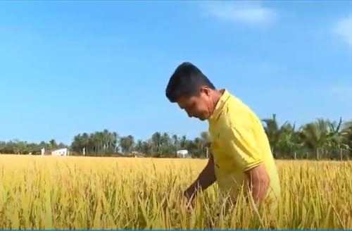 CLIP: Vĩnh Long đầu tư hơn 11 tỷ đồng xây dựng mô hình sản xuất lúa thích ứng biến đổi khí hậu