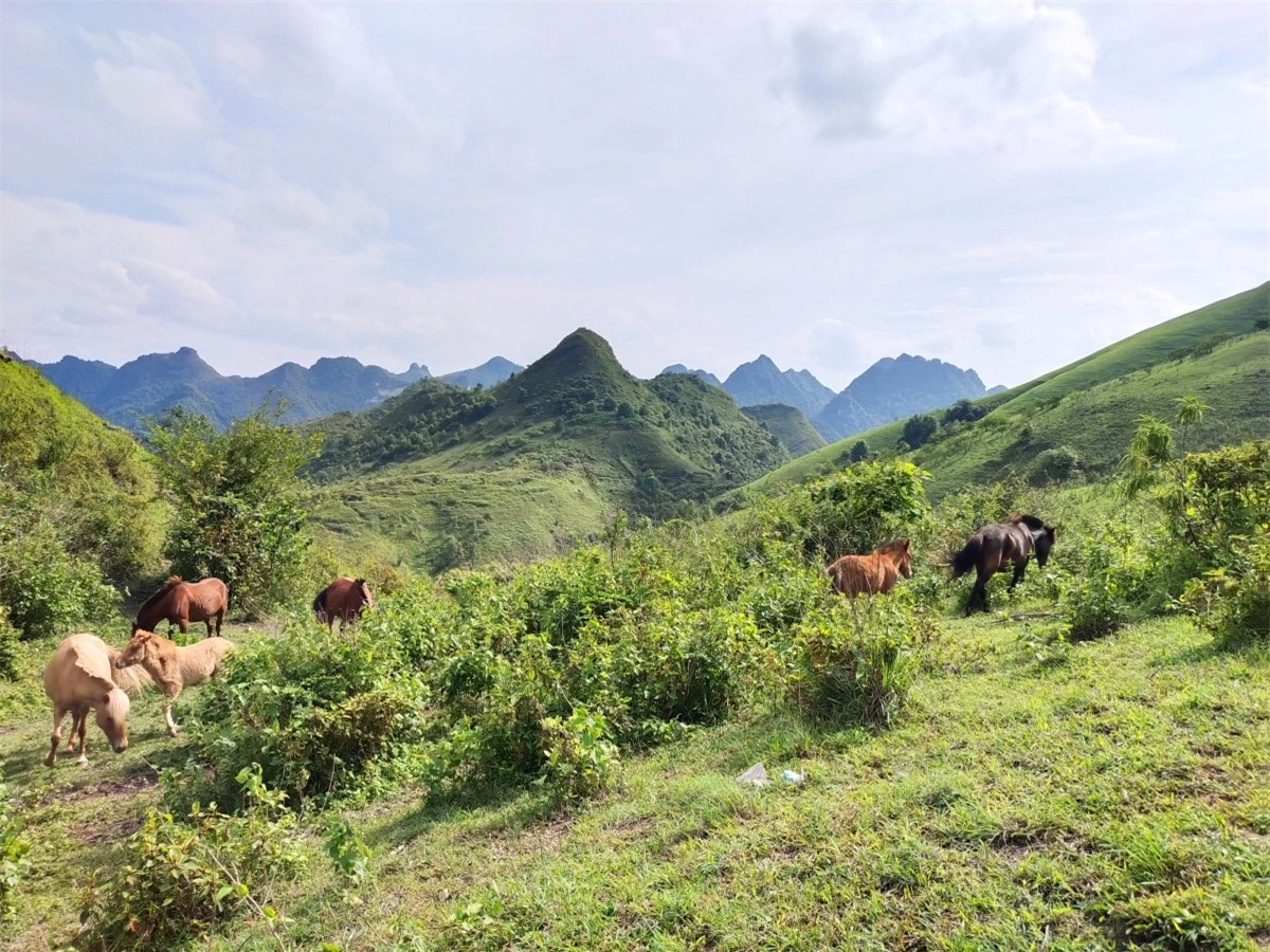 Ngắm những đàn ngựa đang thong dong trên đồi (Ảnh: Hồng Son)