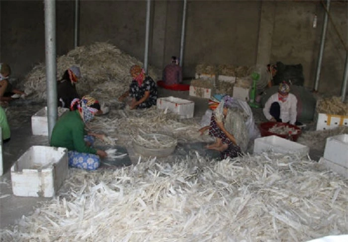 Trung Quốc mua gần 20 triệu USD lông gà, lông vịt của Việt Nam để làm gì? - Ảnh 1.