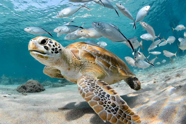 Cá và nhiều sinh vật biển khác có bị chết đuối hay không?