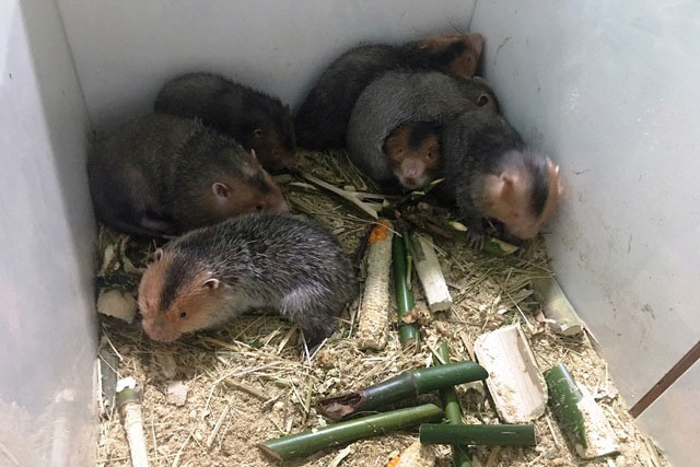 Chàng trai 22 tuổi trở thành triệu phú nhờ… ‘con ăn đêm ngủ ngày’