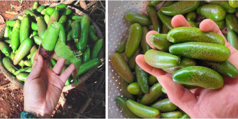 Tây Nguyên có trái lạ bé bằng ngón tay, giá siêu đắt nhưng có tiền cũng chưa chắc mua được