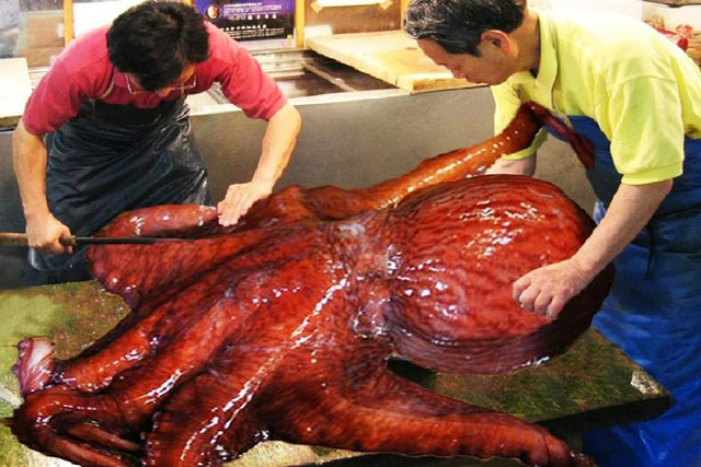 Khám phá cách người Nhật đánh bắt và chế biến bạch tuộc khổng lồ
