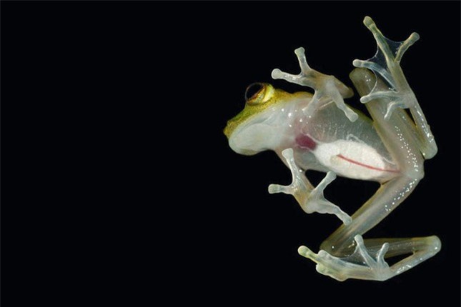 6 loài động vật kỳ dị nhất thế giới ảnh 1