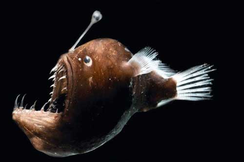 6 loài động vật kỳ dị nhất thế giới