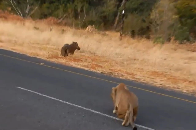 Dù con sư tử xuất hiện ở vị trí rất trống trải, nhưng do mải mê kiếm ăn nên chú lợn bướu đã không nhận ra nguy hiểm.