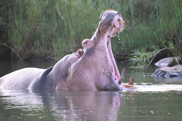 Ảnh động vật hoang dã ấn tượng nhất trong tuần: Hà mã ngáp để lộ hàm răng đáng sợ, rùa tắm nắng đáng yêu
