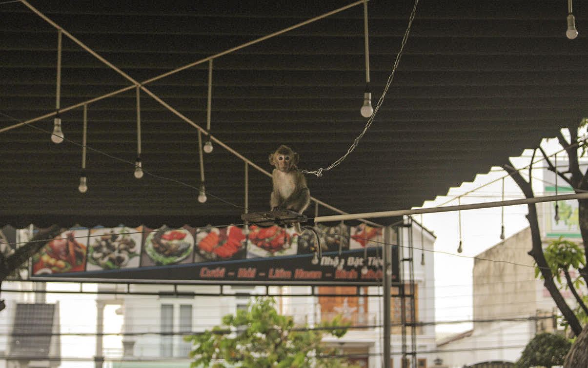 Báo động tình trạng nuôi nhốt, buôn bán khỉ trái phép