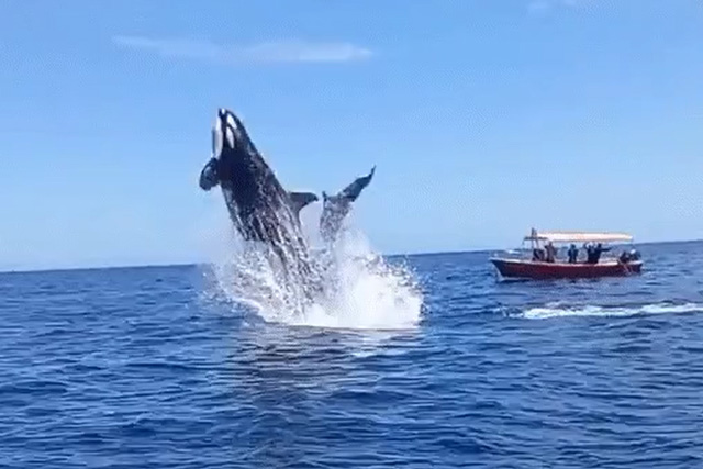 Ngoạn mục cảnh cá voi sát thủ hất tung cá heo lên không trung