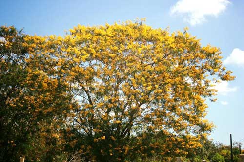 Đến Gia Lai ngất ngây trước rừng hoa muồng vàng rực