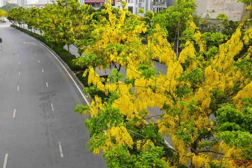 Muồng hoàng yến phủ vàng khắp phố phường Hà Nội