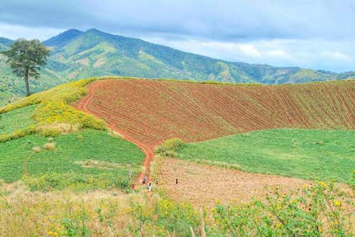 Mê hoặc mùa hoa dã quỳ núi lửa Chư Đăng Ya