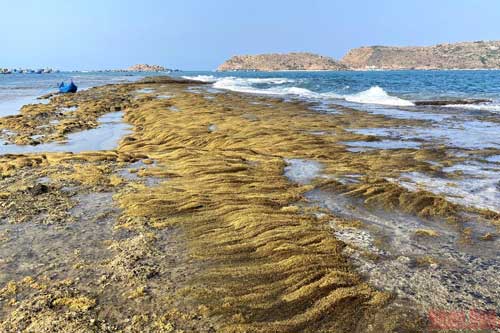 Khám phá bức tường bí ẩn dưới đáy biển Quy Nhơn