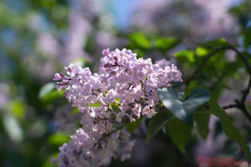 Mê mẩn vườn Tử đinh hương giữa lòng thủ đô Moscow