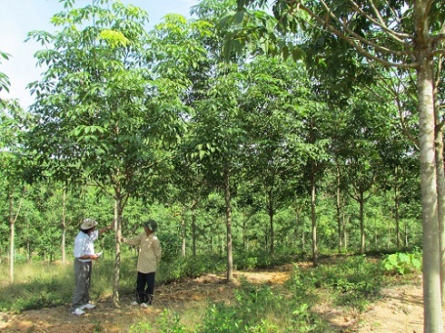 Sức sống cây cao su vùng Bắc Trung bộ - Bài 1: Đổi đời từ “vàng trắng”