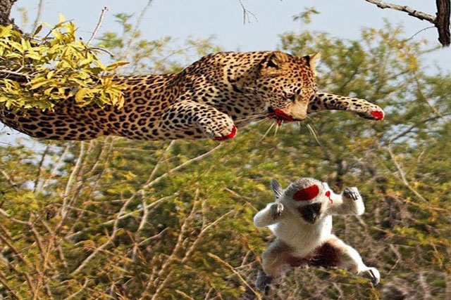 Chú khỉ tinh ranh khiến báo hoa mai rơi vào tình cảnh ‘dở khóc dở cười’