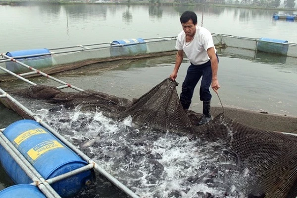 Tại Thanh Hóa, lượng tiêu thụ hải sản giảm mạnh, giá bán cũng tụt giảm so với thời gian trước khi có dịch.