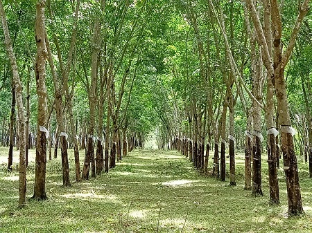 Bài 2: Cây cao su bén duyên nơi miền Duyên hải
