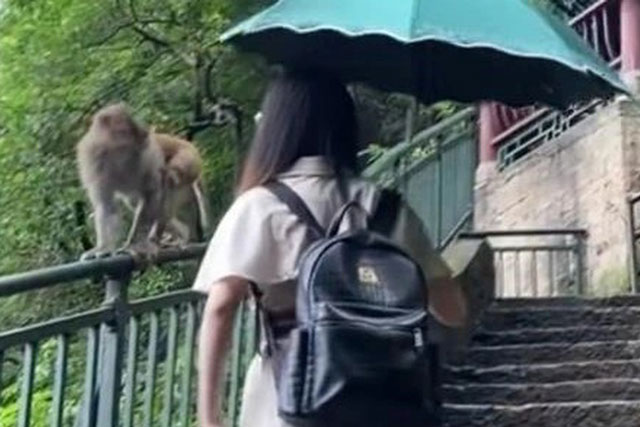 ‘Cười đau bụng’ trước cảnh cô gái cãi nhau với… khỉ vì bị ‘cướp trà sữa’