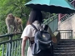 ‘Cười đau bụng’ trước cảnh cô gái cãi nhau với… khỉ vì bị ‘cướp trà sữa’