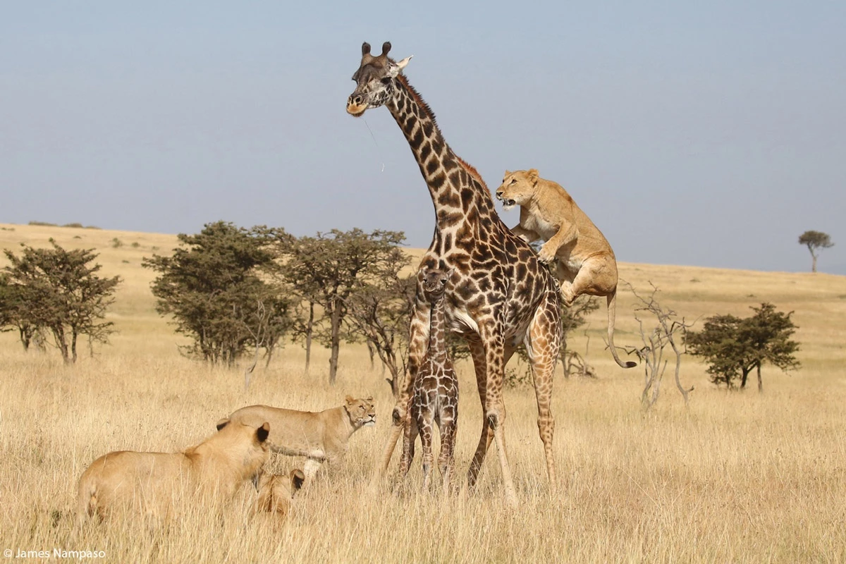 "Tấn công" là tên tác phẩm của James Nampaso. Bức ảnh được chụp ở Kenya, ghi lại cảnh đàn sư tử cố gắng tấn công con hươu cao cổ. "Tôi nhìn thấy đàn sư tử đang rình rập hai mẹ con hươu cao cổ. Trong cuộc giao tranh kéo dài khoảng nửa giờ, con hươu cao cổ con đã bị giết chết. Con mẹ may mắn trốn thoát", Nampaso nói.