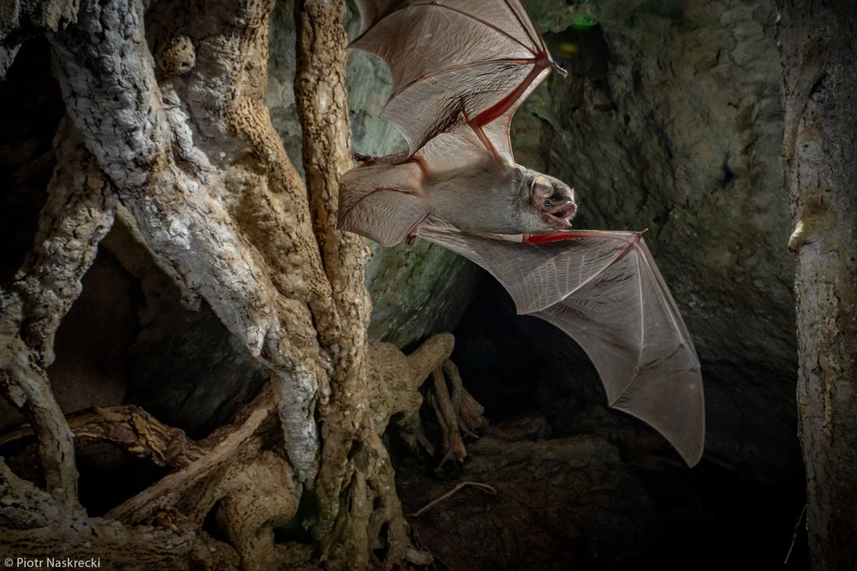 Bức ảnh về con dơi ngón dài này được chụp tại Vườn quốc gia Gorongosa, Mozambique. Các giám khảo nhận xét việc chụp những con dơi về đêm rất khó, đặc biệt trong khoảnh khắc chúng dang đôi cánh. "Hình ảnh này là ví dụ tuyệt vời cho việc kết hợp công nghệ, con mắt nghệ thuật và sự hiểu biết về hành vi chủ thể", các giám khảo chia sẻ.