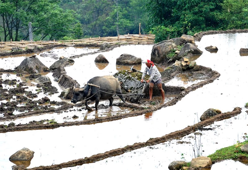 Ruộng bậc thang Sa Pa mùa nước đổ -0