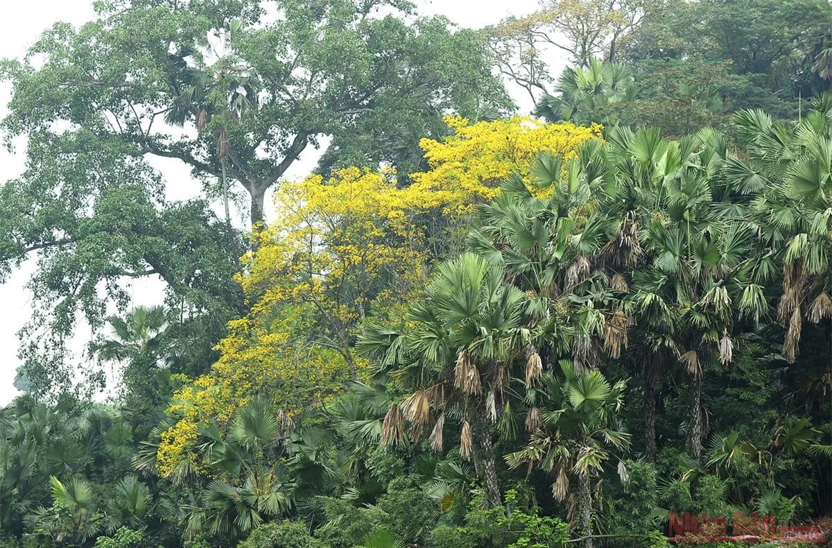 Về Tân Trào mùa hoa lim vang -1