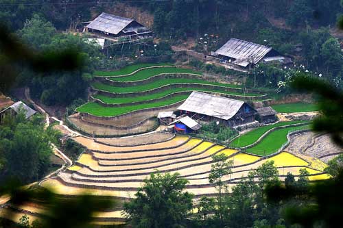 Ruộng bậc thang Sa Pa tuyệt đẹp mùa nước đổ