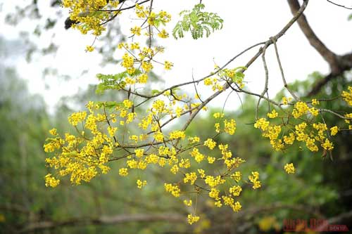 Về Tân Trào, Tuyên Quang chiêm ngưỡng mùa hoa lim vang