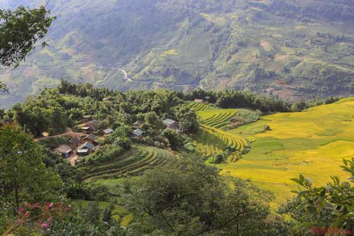 Ngắm mùa vàng tuyệt đẹp ở Y Tý