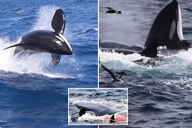Cá voi sát thủ giết chết cá voi xanh dài hơn 15m.