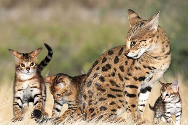 Top 10 giống mèo đắt nhất thế giới năm 2021: Số 1 có giá hơn 2,8 tỷ VNĐ/con