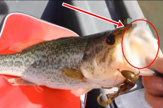 Câu được 1 con cá có phần miệng kỳ lạ, tò mò cậy ra xem, người đàn ông rùng mình khi thấy cảnh tượng bên trong