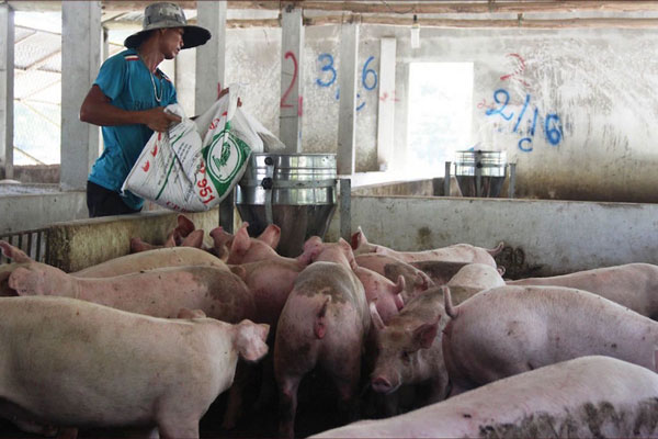 Giá lợn hơi 'lao dốc' là bình thường do quy luật cung - cầu