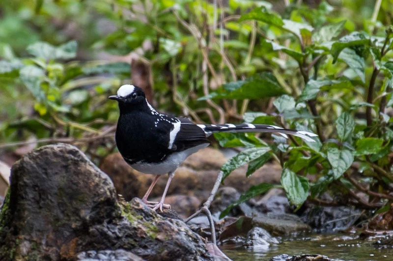 8. Chích chòe nước đốm trắng: Đây là loài chim sống định cư dọc theo các suối đá ở vùng rừng núi, nơi có độ cao khoảng 900-2.500m từ Bắc Bộ đên Bắc Trung Bộ. Ảnh: Nguyen Hoai Bao.