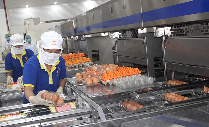 Công nhân Ba Huân giãn cách trong dây chuyền sản xuất trứng.