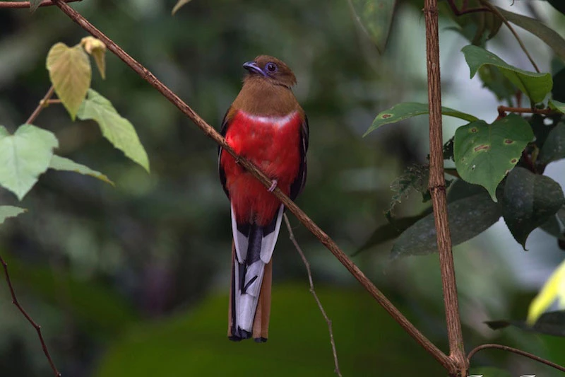 7.Nuốc bụng đỏ: Loài chim đẹp này phân bố khắp các vùng rừng trong cả nước. Độ cao phân bố trong khoảng 50-2.600 m. Ảnh: Tuan Tran.